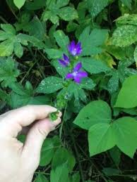Plant them in groups or scatter throughout. Purple Vcu Field Botany Official Site