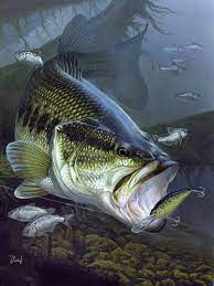 Al Agnew Fish Bass Fishing Pictures Bass Fishing