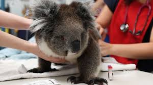 A Look At Koalas In Australian Culture Amid The Fires That Are Devastating Their Population Abc News