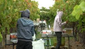 Pesanan bos farmer australia sendiri tentang kerja di australia. Seperti Ini Cara Pekerja Asing Diperbudak Di Australia