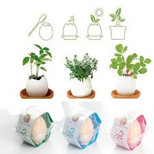 Courier service is available for the whole of peninsular malaysia. 3pcs Lucky Egg Shaped Ceramic Potted Plants Hatches Mini Plant Desktop Decor Shopee Malaysia