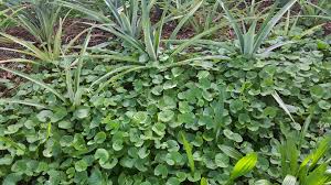 Image result for Centella asiatica