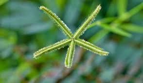 Image result for Dactyloctenium aegyptium