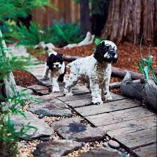 Every dog is unique, but different breeds tend to have different traits. 35 Pet Friendly Backyard Ideas And Designs Renoguide Australian Renovation Ideas And Inspiration