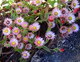 Image result for Helichrysum adenocarpum