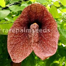 Image result for Aristolochia gigantea