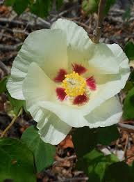 Image result for Gossypium