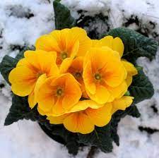 You'll be happy to hear that they return each. 15 Best Plants That Bloom In Winter Flowers That Develop In The Cold