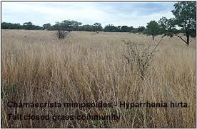 Image result for Eragrostis gummiflua