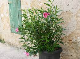 Einen wunderschönen anblick bietet die pflanze in den suptropen. Oleander Pflanzen Standort Einpflanzen Co Plantura