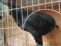 Ayam Tukung Hitam Jantan Dewasa Super Langka Dan Sangat Jarang Ada Jakarta Timur Jualo