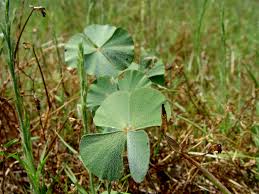 Image result for Marsilea vera