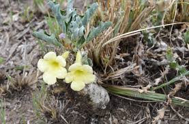 Image result for Pterodiscus aurantiacus