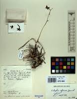 Image result for Eulophia arenicola