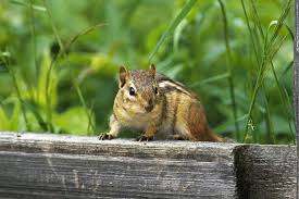 Lethal trapping might be practical in areas less than an acre where. Chipmunks Chipmunk Trapping Chipmunks Control Va Wildlife Removal