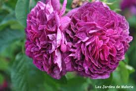 Check spelling or type a new query. Focus Sur Le Rosier Charles De Mills Les Jardins De Malorie