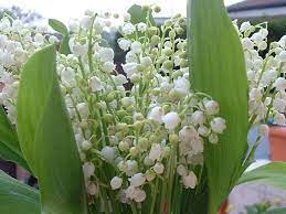Usage commercial gratis images haute qualité Wallpapers Nature Wallpapers Flowers Bouquet De Brins De Muguet By Docteur54 Hebus Com