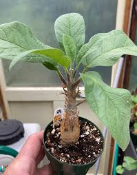 Image result for Sesamothamnus