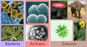 Tree Of Life Domains Bacteria Archaea Eukarya Study Com