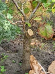 Maybe you would like to learn more about one of these? Working The Trunk Bonsai Empire