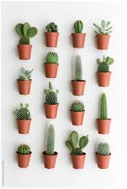 40 The Best Indoor Plants That Don T Need Sunlight You Will Like It Homedecor Garden Indoorplants Gaming Me Cactus House Plants Plants Small Cactus