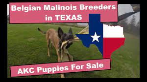 Our malinois have extreme drive and come from some of the best european kennels. Akc Belgian Malinois Puppies For Sale Adoption Texas Pure Malinois
