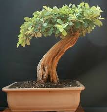 Image result for Acacia sieberiana