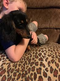 Dachshund puppies for sale in iowa welcome to our little piece of the world, located in northwest iowa. Miniature Dachshund Puppies For Sale Fort Dodge Ia 307257