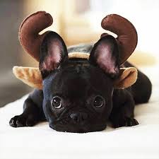 Cara membesarkan anjing impian anda gembala australia, wajah bulldog prancis, mamalia, hewan, karnivora png. Ink361 The Instagram Web Interface Binatang Lucu Bayi Hewan Anak Anjing Bulldog