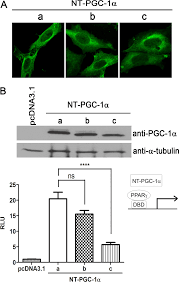 NT-PGC-1Î± Protein Is Sufficient to Link Î²3-Adrenergic Receptor Activation  to Transcriptional and Physiological Components