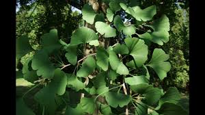 Do ginkgo trees produce fruit? Ginkgo Growing Using Ginkgo Fruit For Food