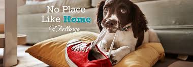 Maybe you would like to learn more about one of these? Dallas Dogrrr Rescue Rehab Reform