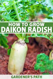 Radishes, no garden should be without them. How To Grow Daikon Radish Gardener S Path