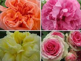Maybe you would like to learn more about one of these? Ecuador The Origin Story Of Preserved And Garden Roses