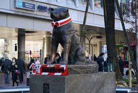 There's a statue in edinburgh to greyfriars bobby, the skye terrier who sat by his master's grave for his tale has been filmed, as has that of his japanese equivalent, an akita dog called hachiko, whose. Meet Hachiko 5 Places Related To Japan S Famous Loyal Dog Matcha Japan Travel Web Magazine