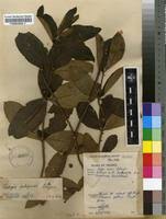 Image result for Fadogia cienkowskii