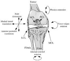 Check spelling or type a new query. Figure5 Anterior View Of The Knee Joint The Femur Tibia And Fibula Download Scientific Diagram
