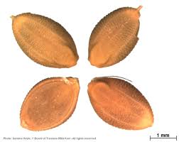 Image result for Urochloa panicoides