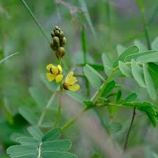 Image result for Senna italica