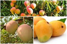 Download the mango, fruits png on freepngimg for free. Summer Of Mangoes The King Of Fruits Is Back Check Maharashtra S Delicious Mango Varieties The Financial Express