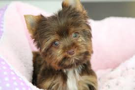Teacup Black And Brown Yorkie Harper Puppies Cute Funny Animals Yorkie Puppy
