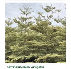 Image result for Terminalia mantaly
