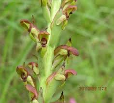 Image result for Chascanum hederaceum