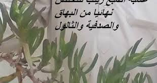 عشبة اصبع زينب للتخلص نهائيا من البهاق والصدفية والثالول Home Decor Decals Home Decor Decor