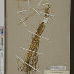 Image result for Agrostis taylorii