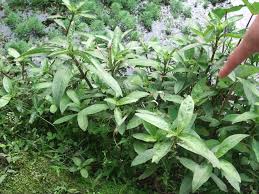 Image result for Hygrophila