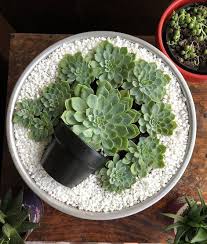 Succulents with the same growth season should be planted together. 60 Diy Indoor Succulent Arrangements Ideas 2019 Kornelia Beauty