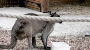 Maybe you would like to learn more about one of these? Im Just A True Irish Boy At Heart Thu Nguyen Vlog Relax Piano For Study Youtube