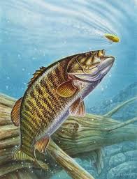 Jon Q Wright Painting Smallmouth Bass By Jq Licensing Smallmouth Bass Fish Fish Artwork