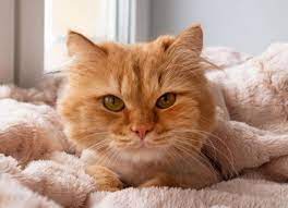 In addition to pain caused by the actual tumors, pets will also experience pain associated with cancer treatments such as surgery, radiation therapy or Cancer In Cats Symptoms Types And Treatment Petmd